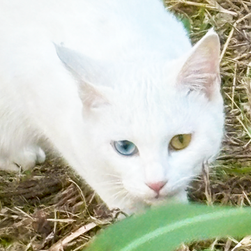 オッドアイねこ
